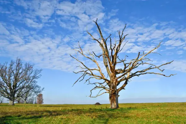 img of El árbol muerto