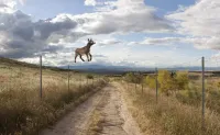 img of ¡Un burro volando!