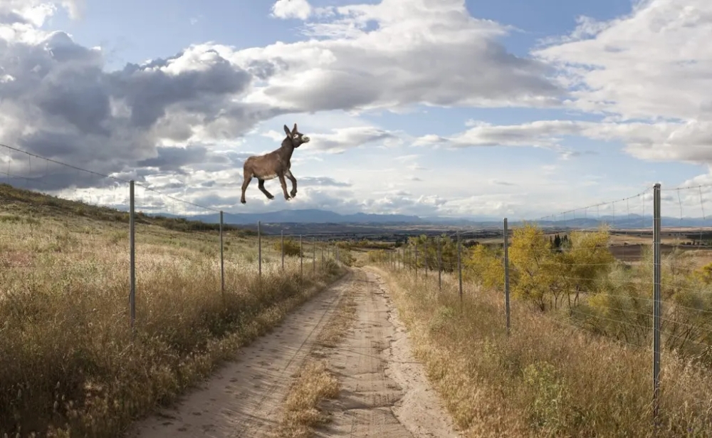 img of ¡Un burro volando!