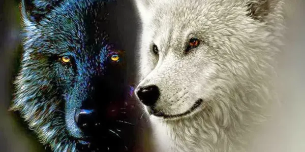 img of Los dos lobos