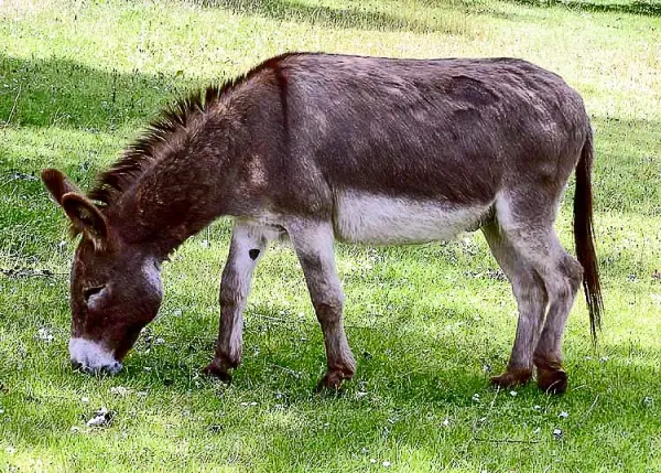 img of Burrito sarnoso (San Josemaría)