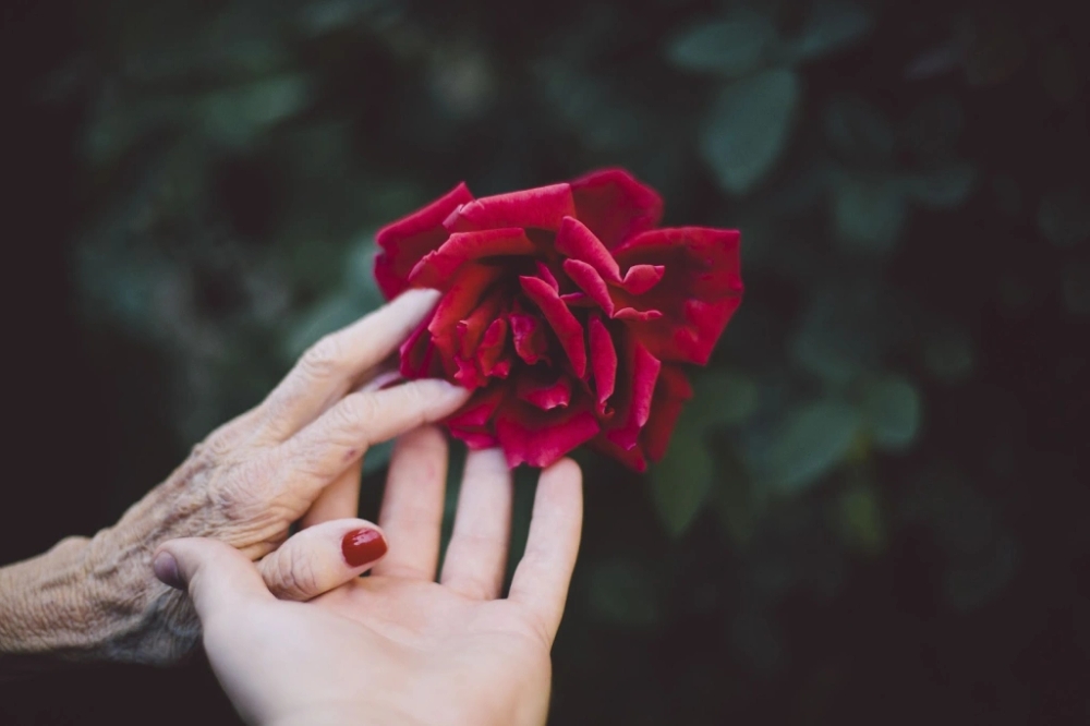 img of La mendiga y la rosa