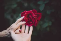 img of La mendiga y la rosa