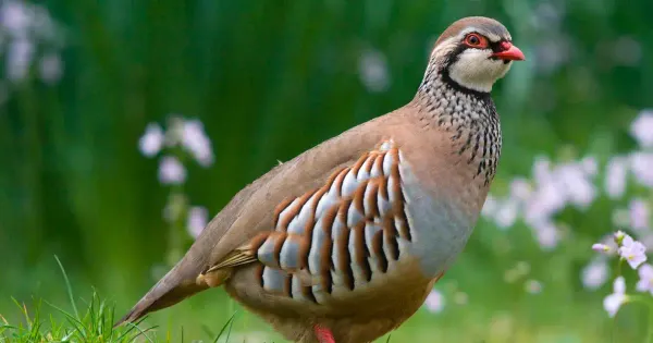 img of San Juan evangelista y la perdiz
